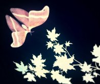 20130514_201213_20130517000212499.jpg image