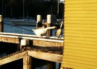 20130831_170518_20130831203131280.jpg image