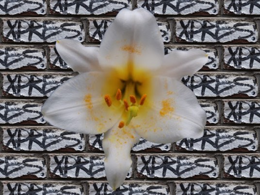 5963389968962442594.jpg image