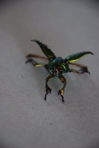 DSC_0044a