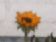 DSCF0998